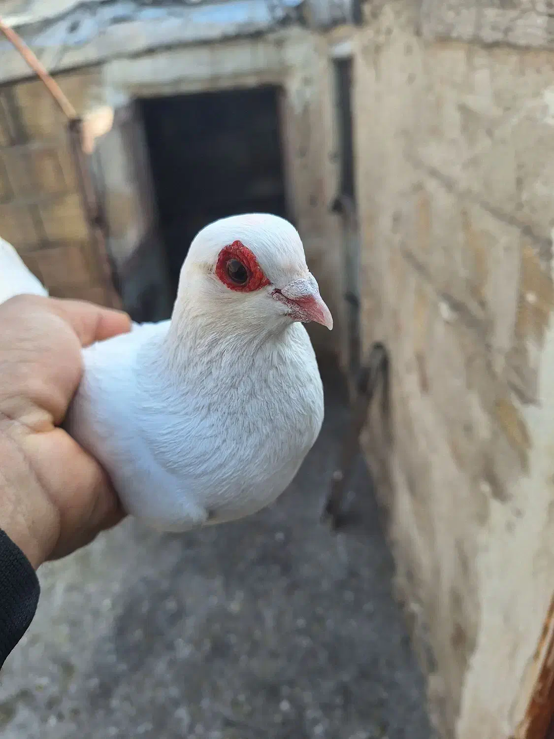 کبوتر|پرنده|تبریز, |دیوار