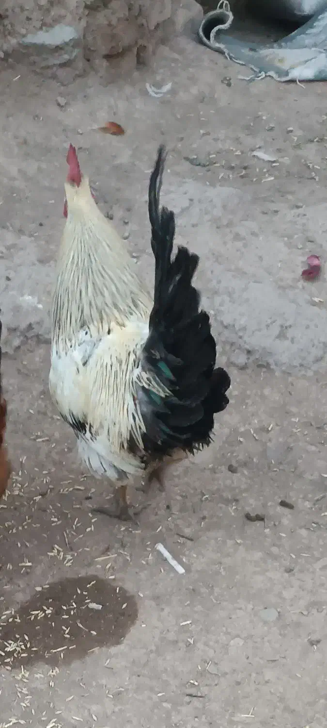 فروش خروس محلی|حیوانات مزرعه|اردبیل, |دیوار