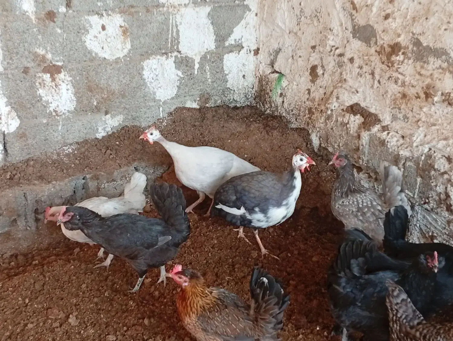 فروش مرغ محلی سیاه و ریشی|حیوانات مزرعه|چغادک, |دیوار