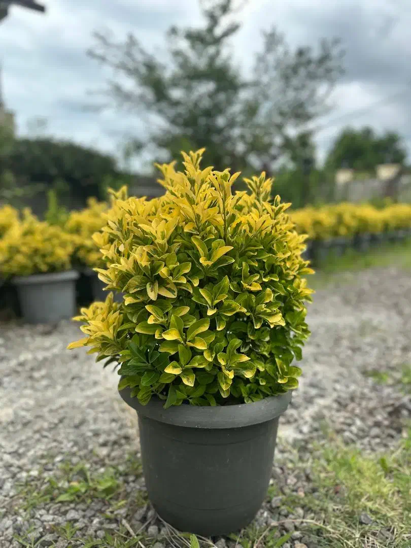 شمشاد طلایی وصال 33|گل و گیاه طبیعی|چابکسر, |دیوار