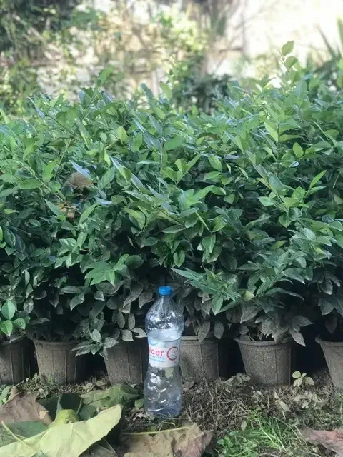 گل یاس گلدان ۳/۵|گل و گیاه طبیعی|واجارگاه, |دیوار