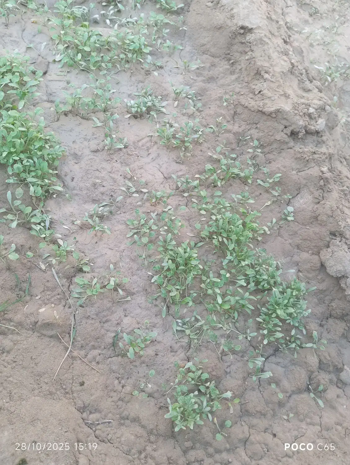 کلیدگم شده|اشیا|بمپور, |دیوار