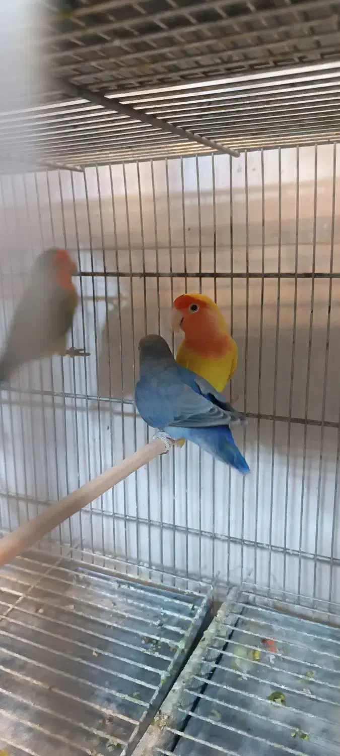 طوطی برزیلی|پرنده|شهریار, شهرک شاهد|دیوار