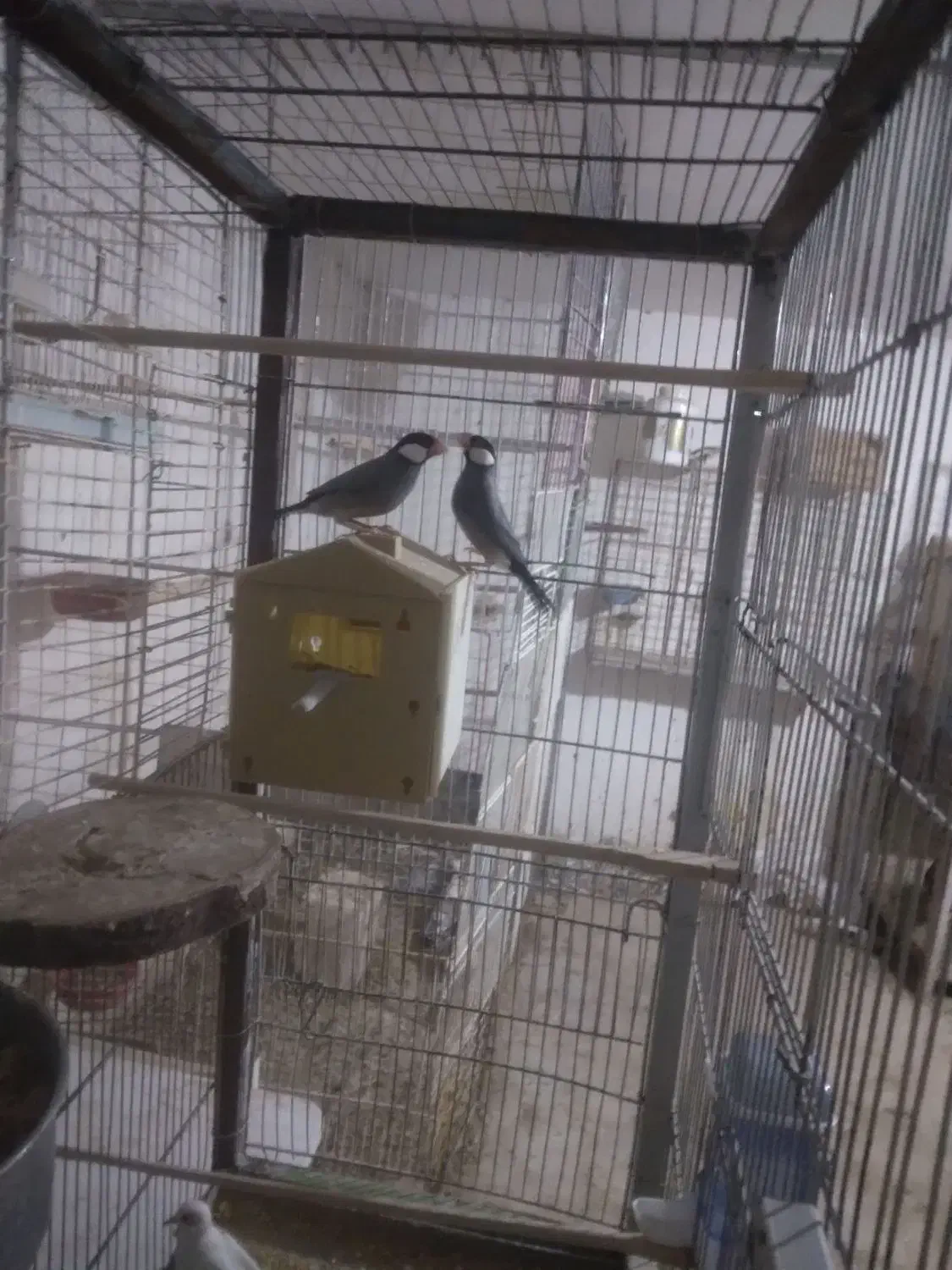 فنج نرگسی دو جفت یه جفت روتخم یه جفت اماده|پرنده|نظرآباد, نظرآباد|دیوار