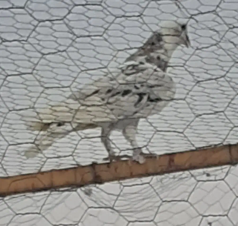 کبوتر پرشی هما سرور|پرنده|پیر بکران, |دیوار