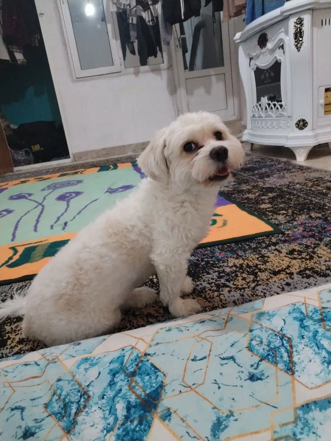 سگ پا کوتاه هنوز دو سالش نشده پسره اسمش پو پو هست|سگ|الوند, |دیوار