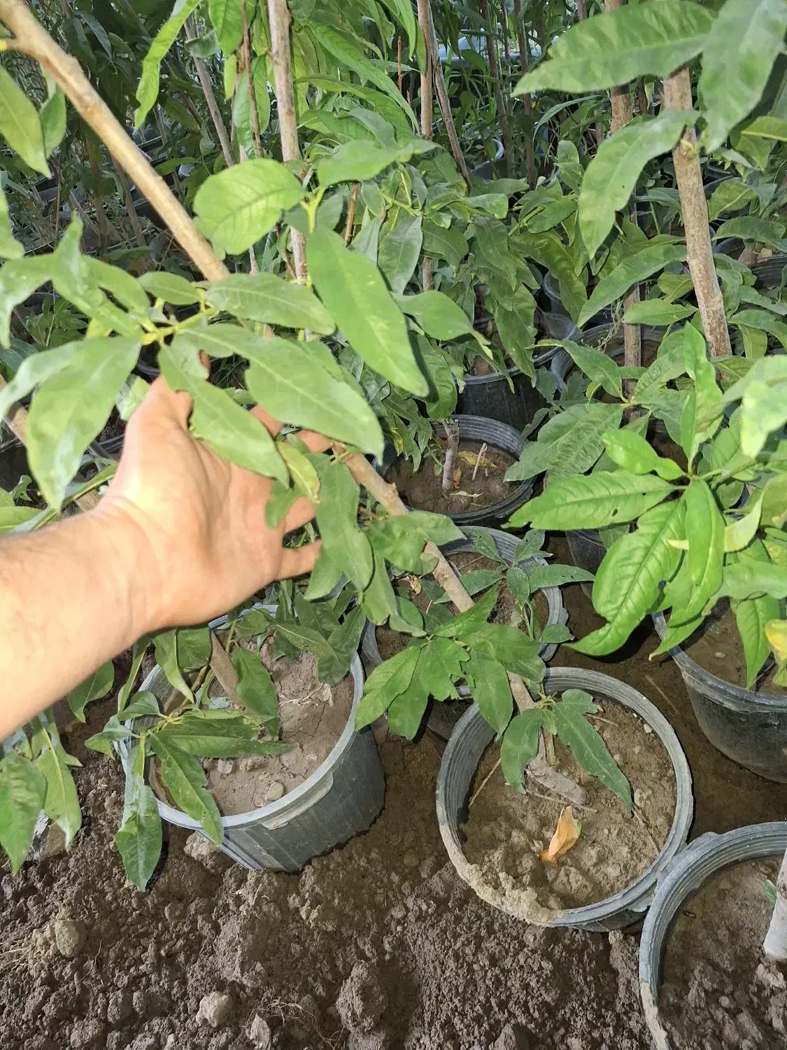 هلو شلیل شمس|خدمات باغبانی و درختکاری|فلاورجان, |دیوار