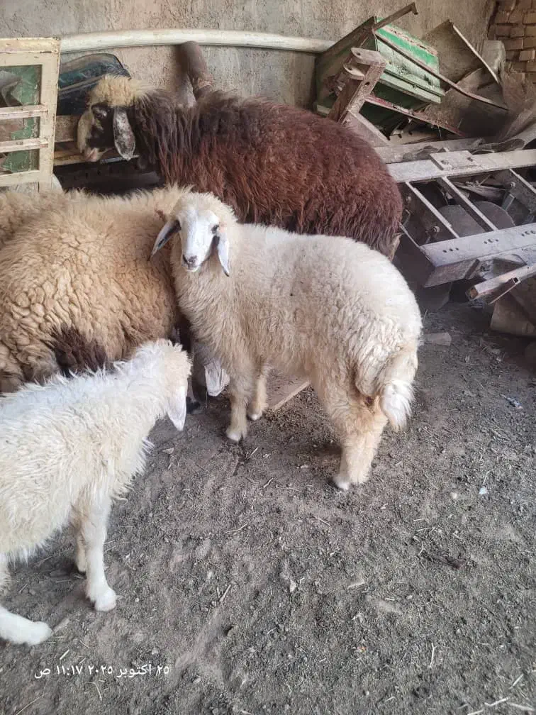 یک عدد بره ماده اهواز کوت عبدالله|حیوانات مزرعه|کارون, |دیوار