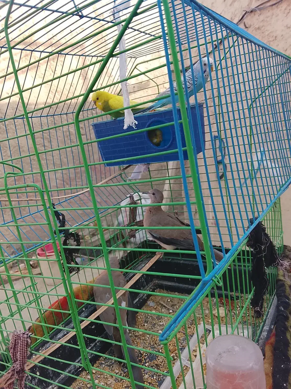 همشون فروخته میشود با شاتو ها|پرنده|سراوان, |دیوار