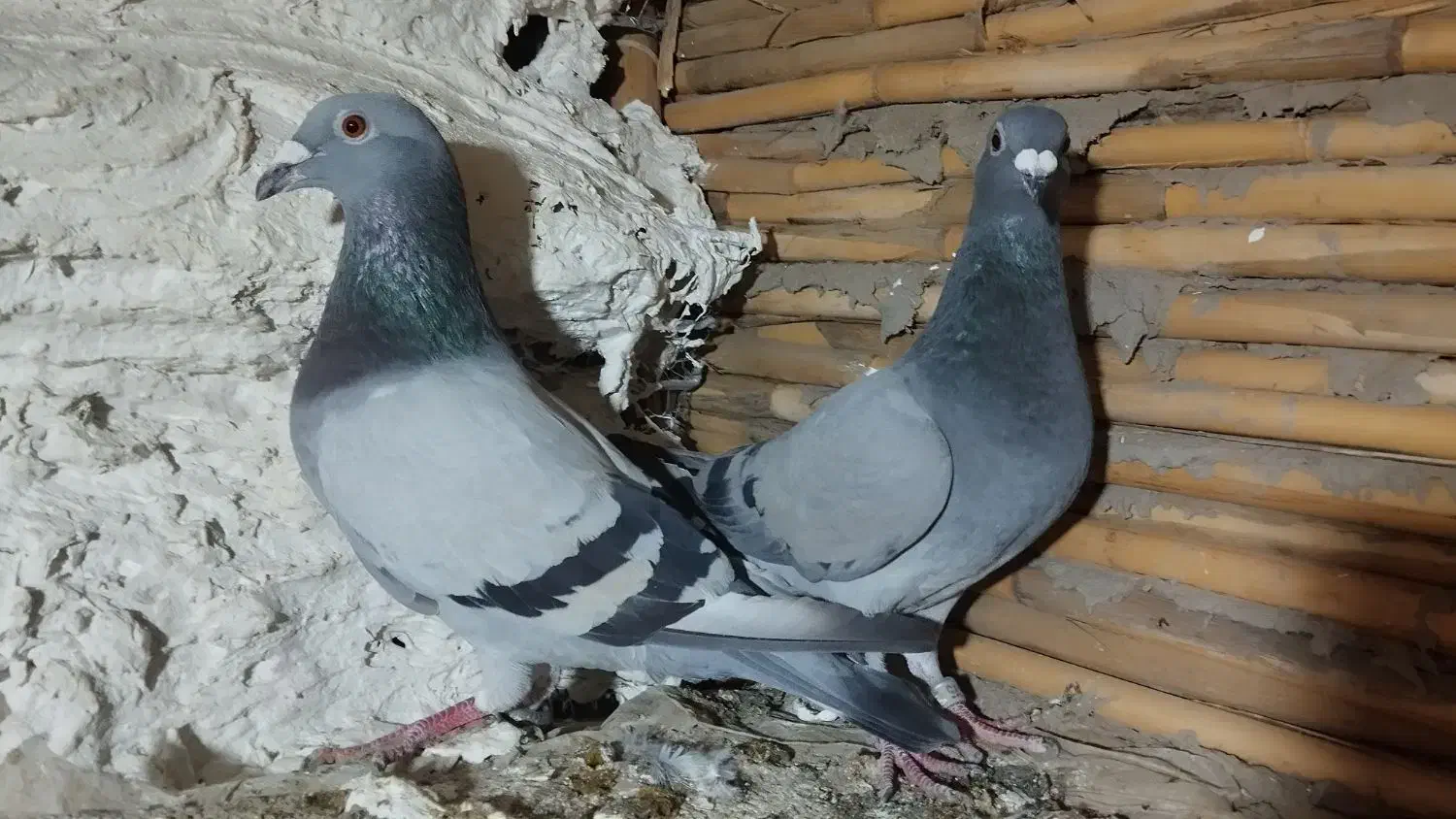 آلمانی|پرنده|گنبد کاووس, |دیوار