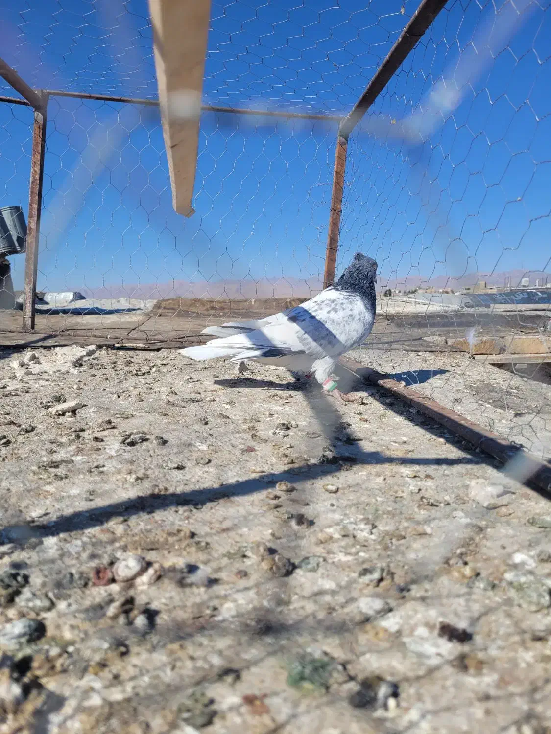 یک جفت کله سبز|پرنده|تربت‌حیدریه, حسنی بالا|دیوار