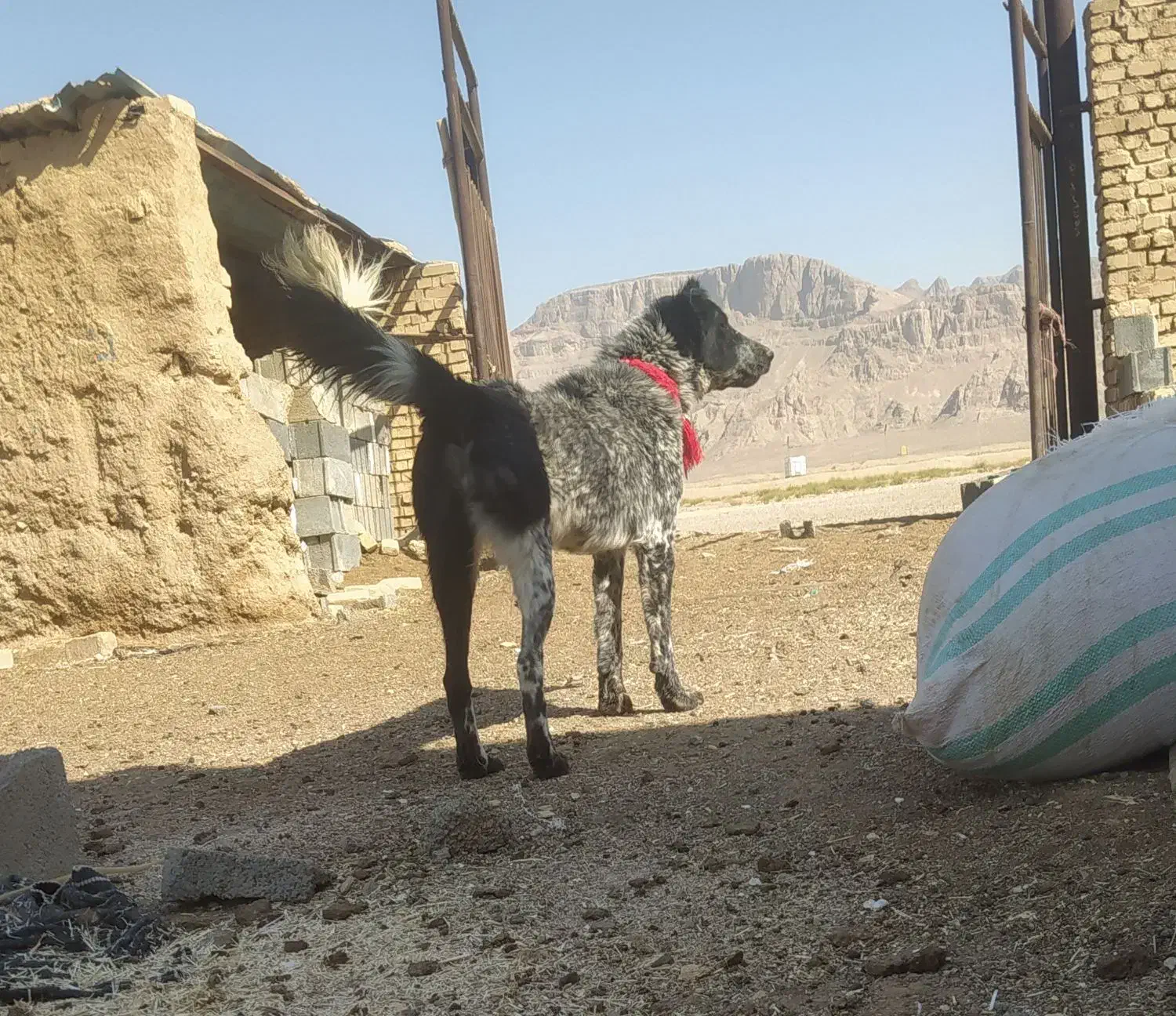 سگ لاس قدرجونی|سگ|مبارکه, |دیوار