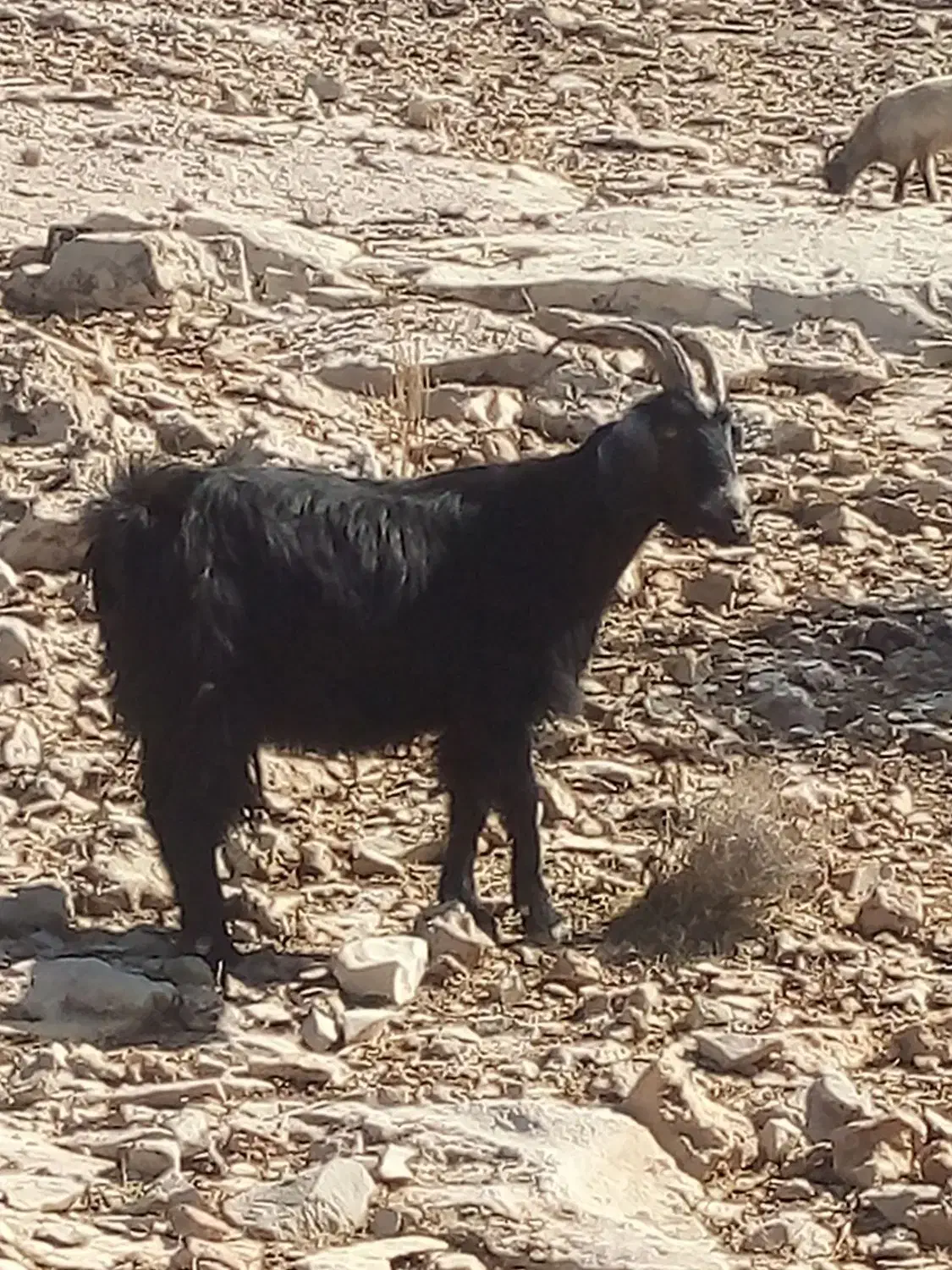 فروش بز|حیوانات مزرعه|قلعه ممبی, |دیوار