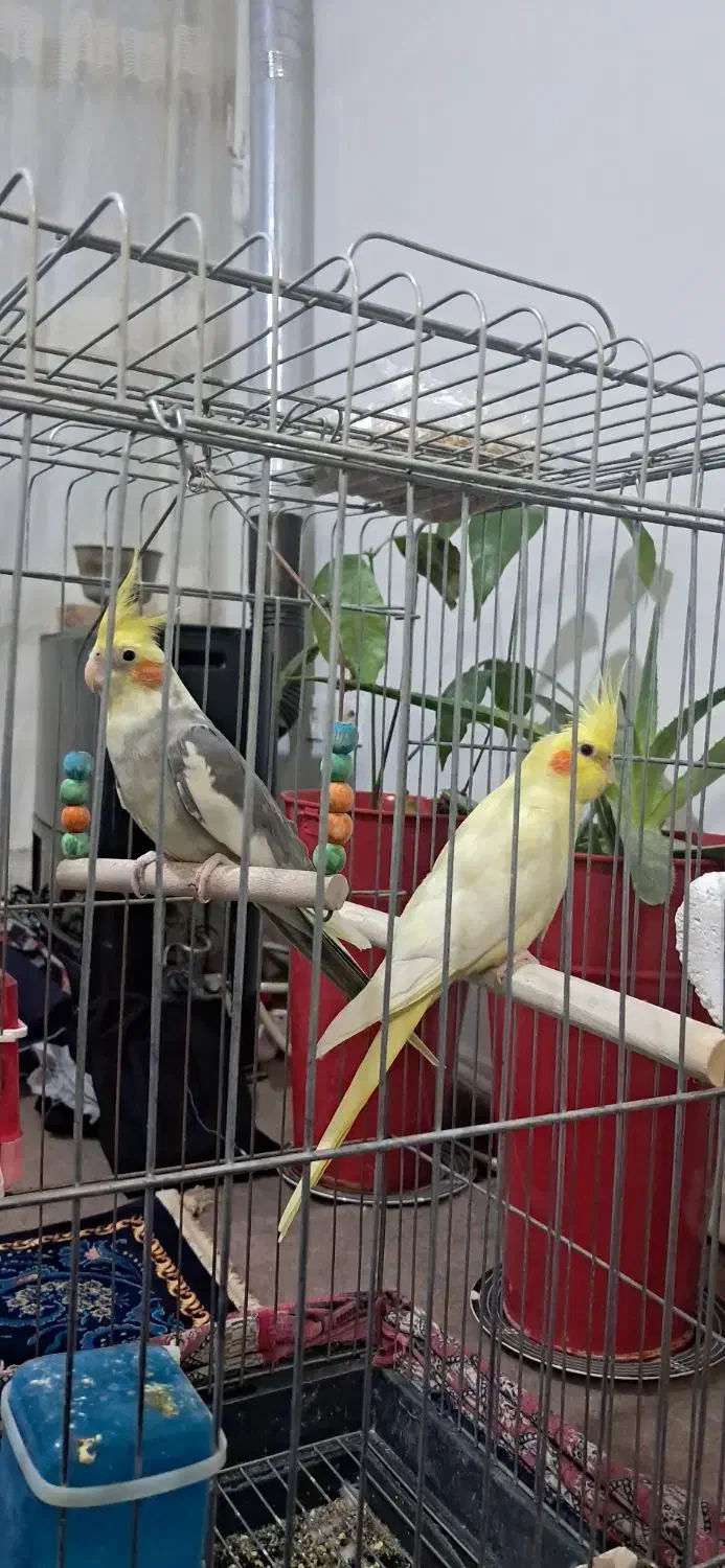 عروس هلندی دستی و سخن گو|پرنده|محمدشهر, محمدشهر|دیوار