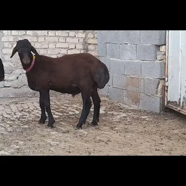 بره نر هترو|حیوانات مزرعه|مرودشت, استادیوم‎|دیوار