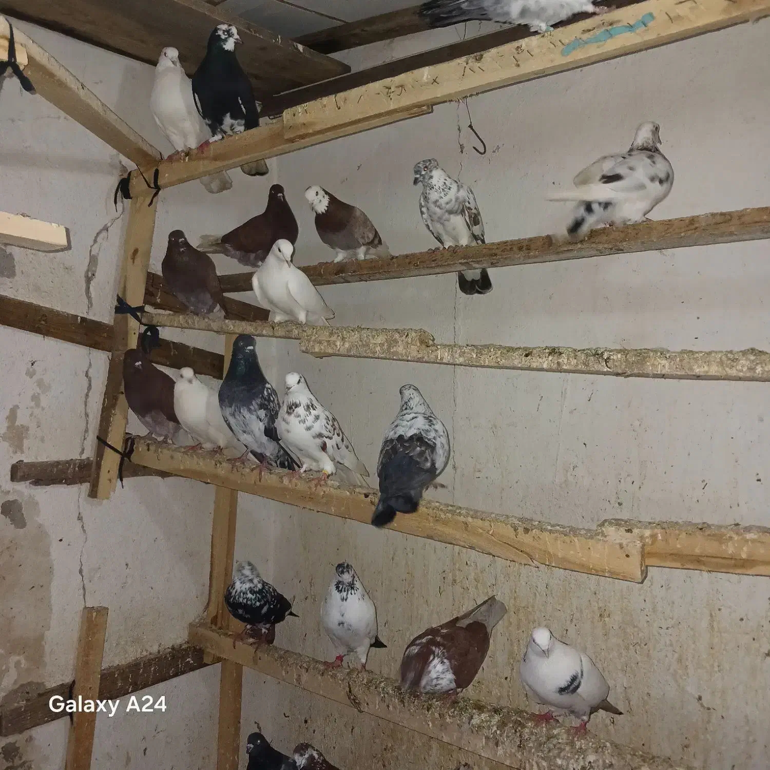 کبوترپرشی|پرنده|رشت, لاکان شهر|دیوار