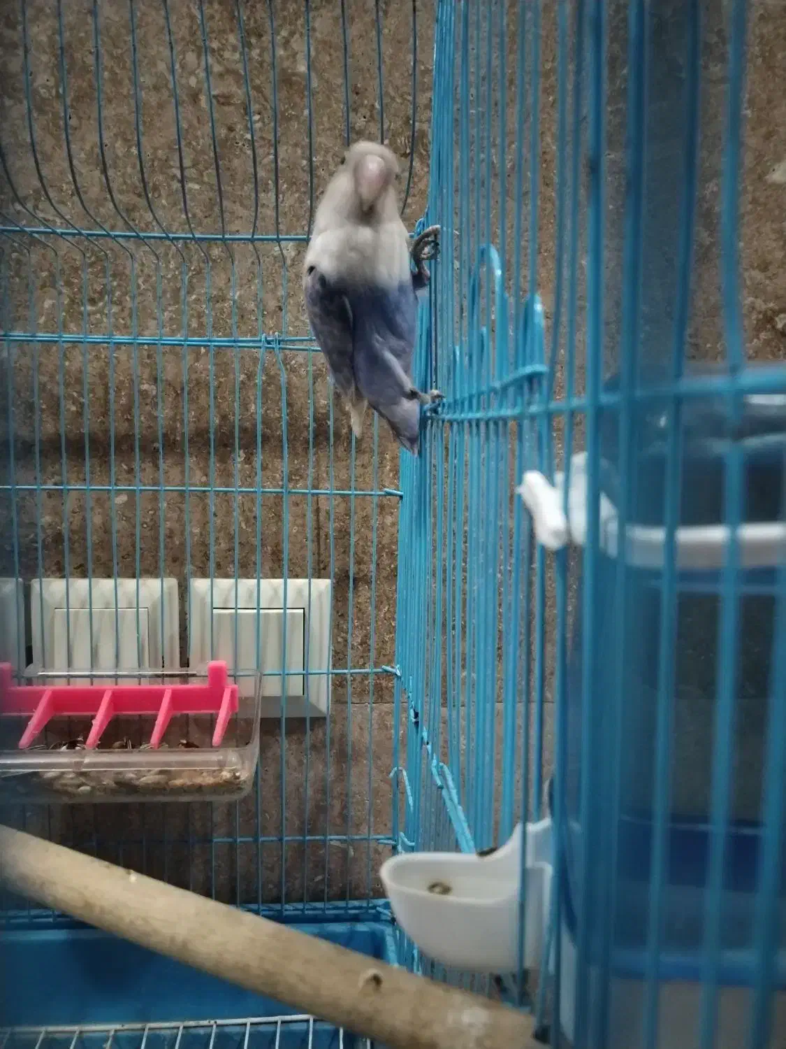 کوتوله برزیلی|پرنده|شیراز, شهرک مهرگان|دیوار