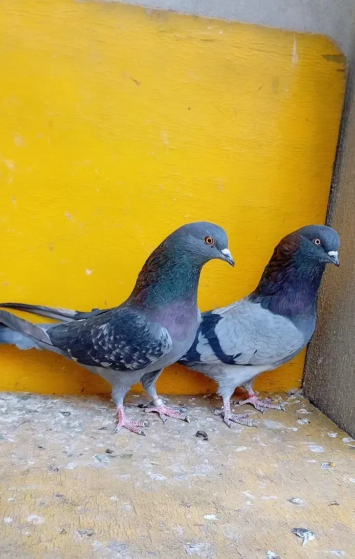 کبوتر پرشی غریب|پرنده|کوهدشت, |دیوار