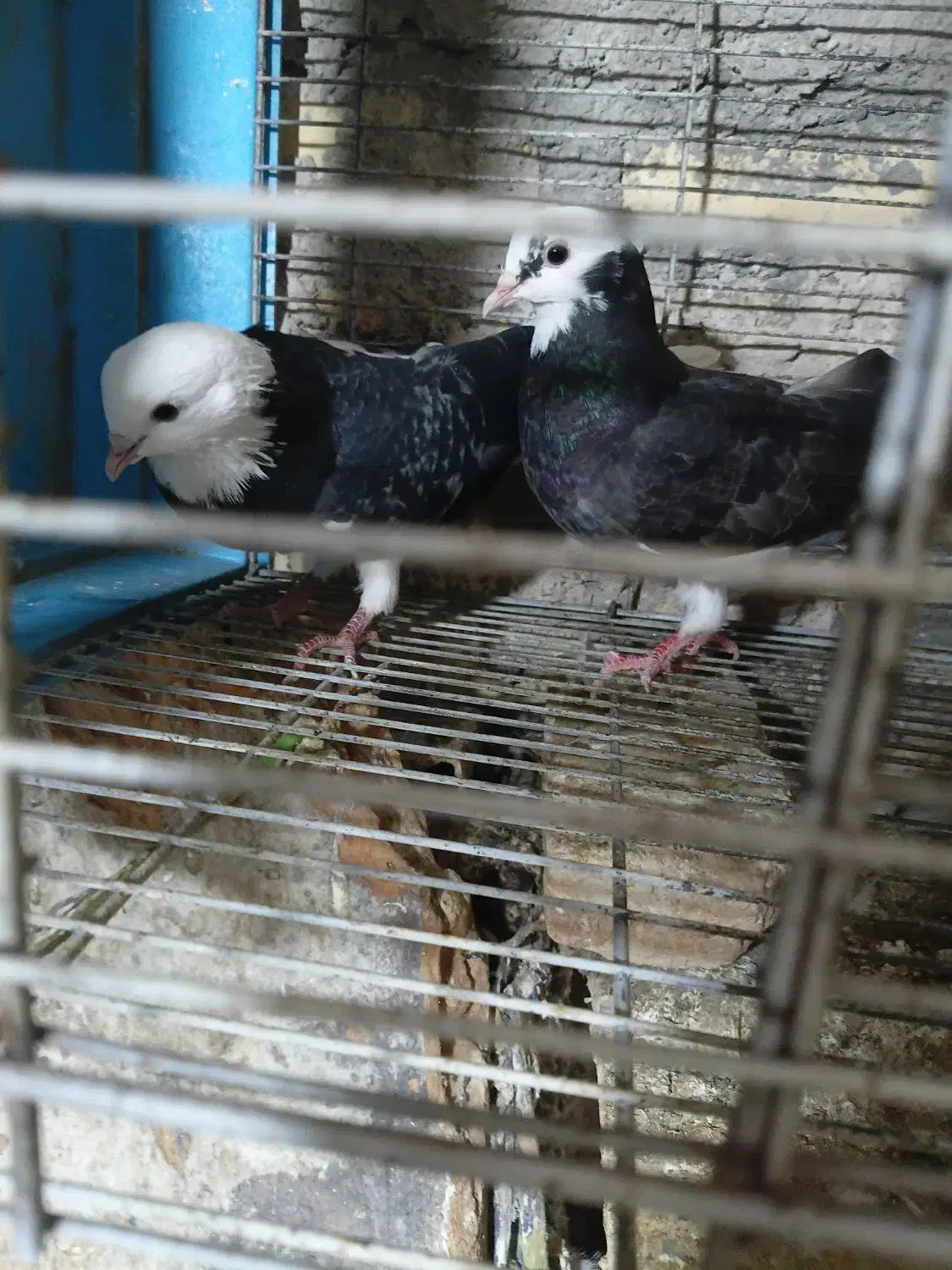 فروشی|پرنده|میناب, |دیوار