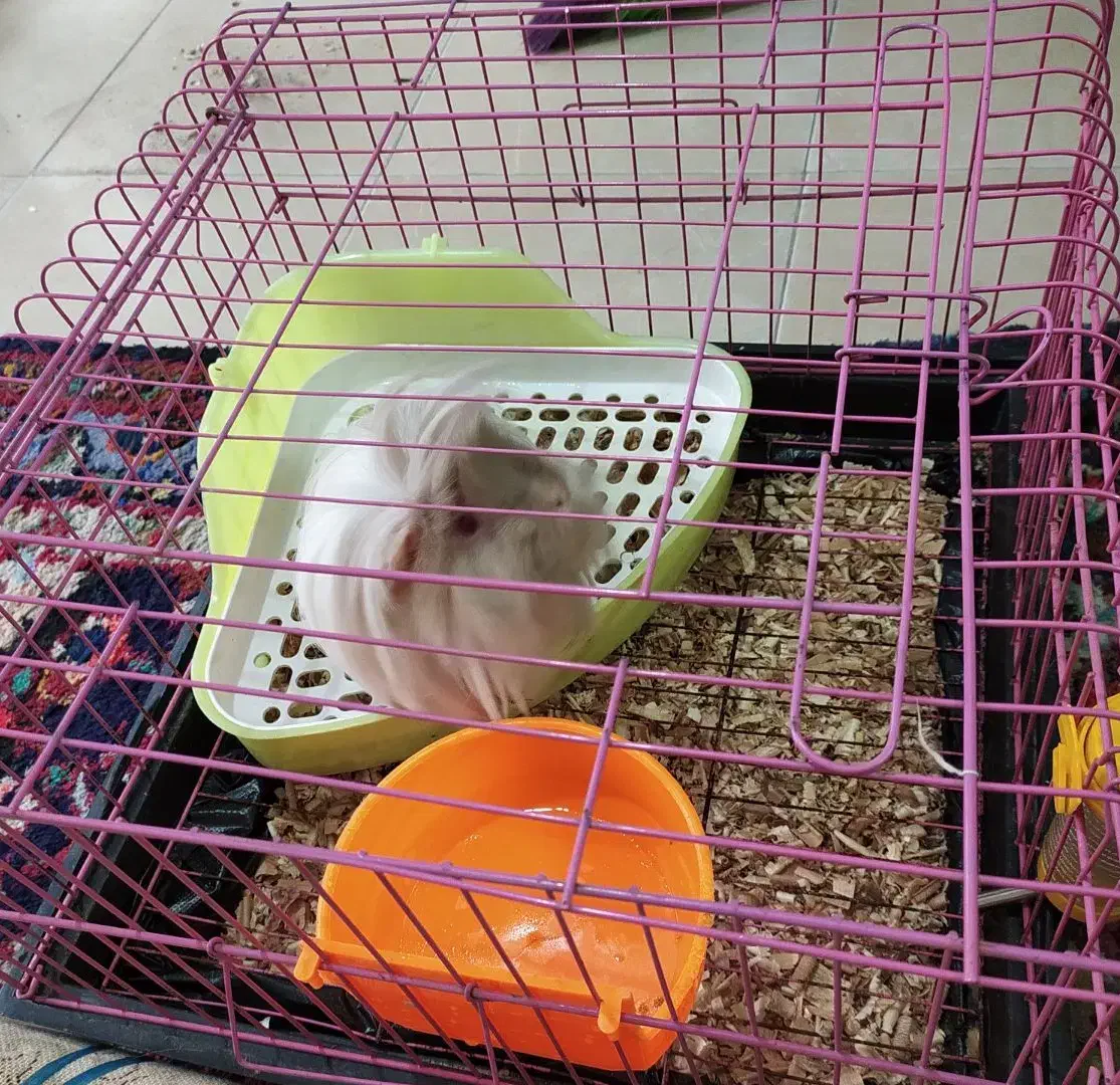 خوکچه هندی|موش و خرگوش|آبیک, |دیوار