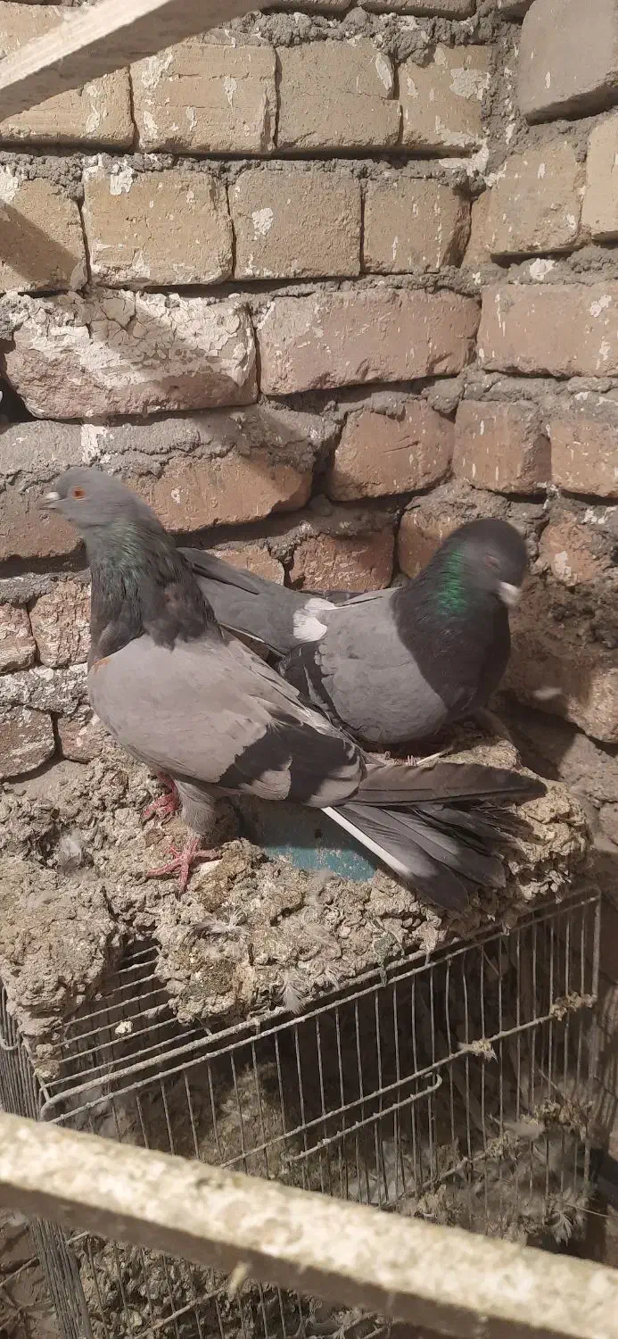 کبوتر|پرنده|بروجرد, |دیوار