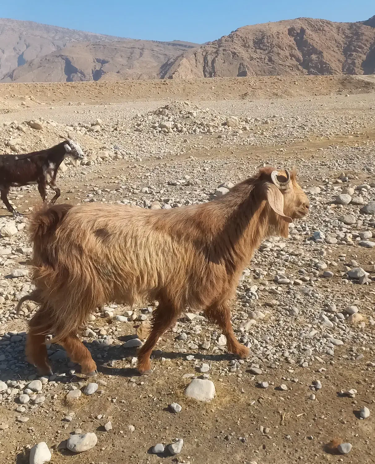 پازن گله|حیوانات مزرعه|دوگنبدان, |دیوار