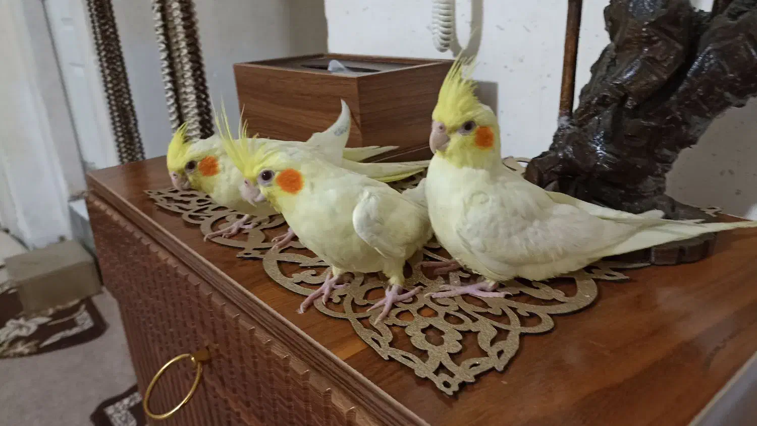 جوجه عروس،لوتینو،دانخور|پرنده|ملایر, |دیوار