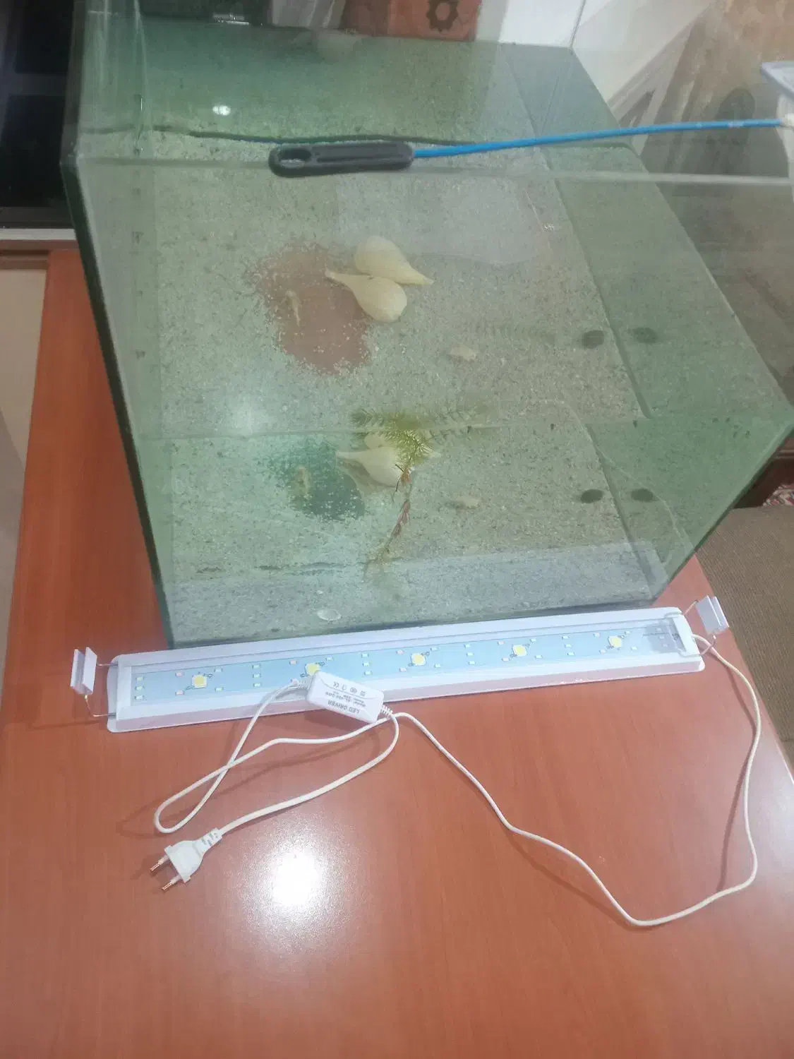 آکواریوم شیشه رم لس|ماهی|کرمان, |دیوار