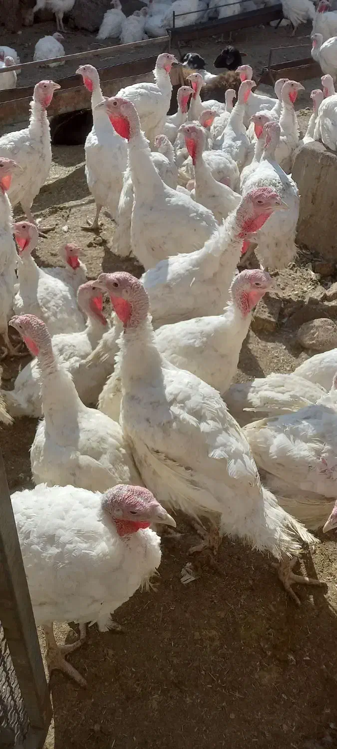 بوقلمون گوشتی جوان درجه یک|حیوانات مزرعه|شاهرود, |دیوار