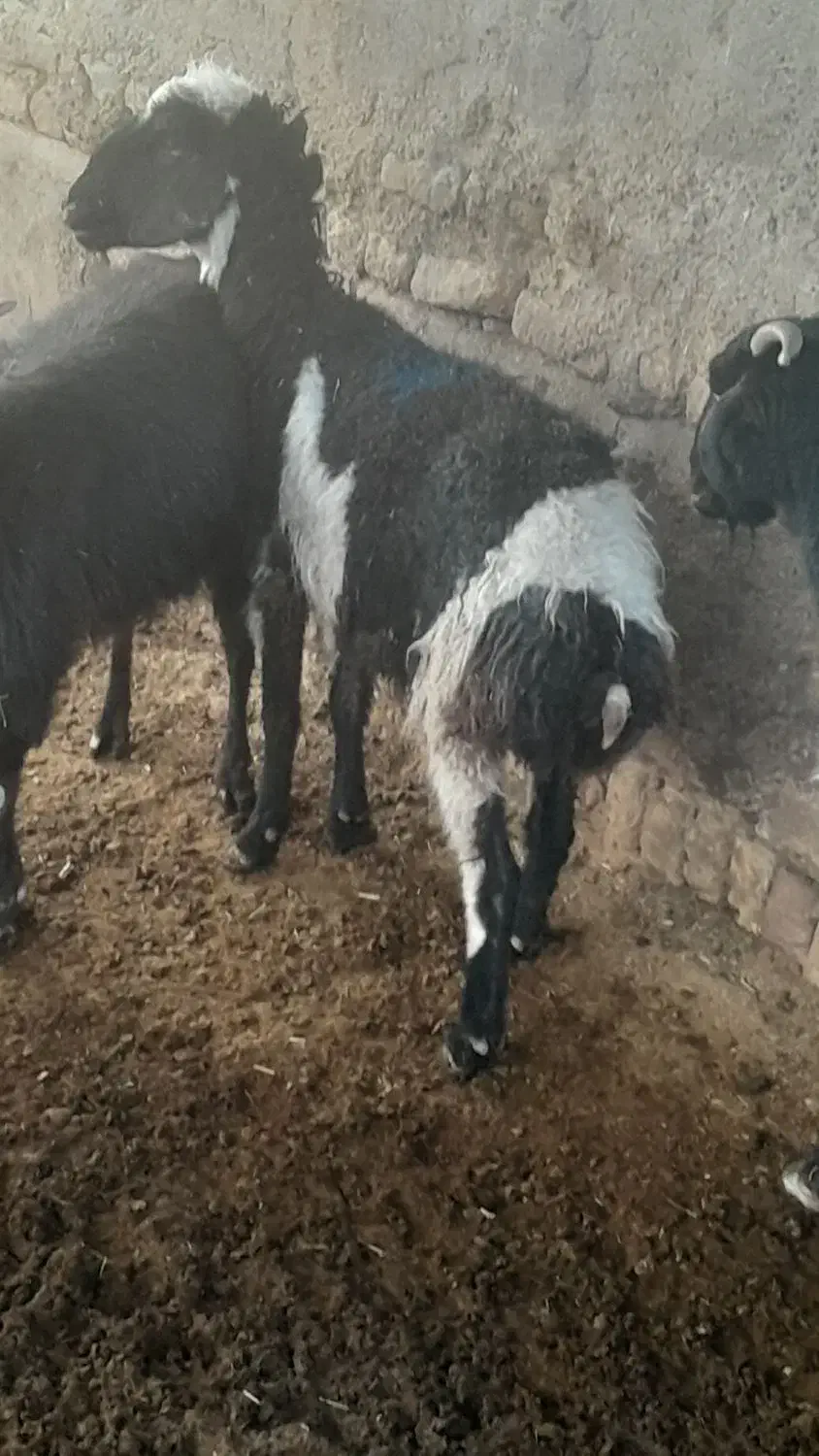 کهره میش بره دار بره سبک ومیش چاق وبز چاق پروار|حیوانات مزرعه|مرودشت, ده بید|دیوار