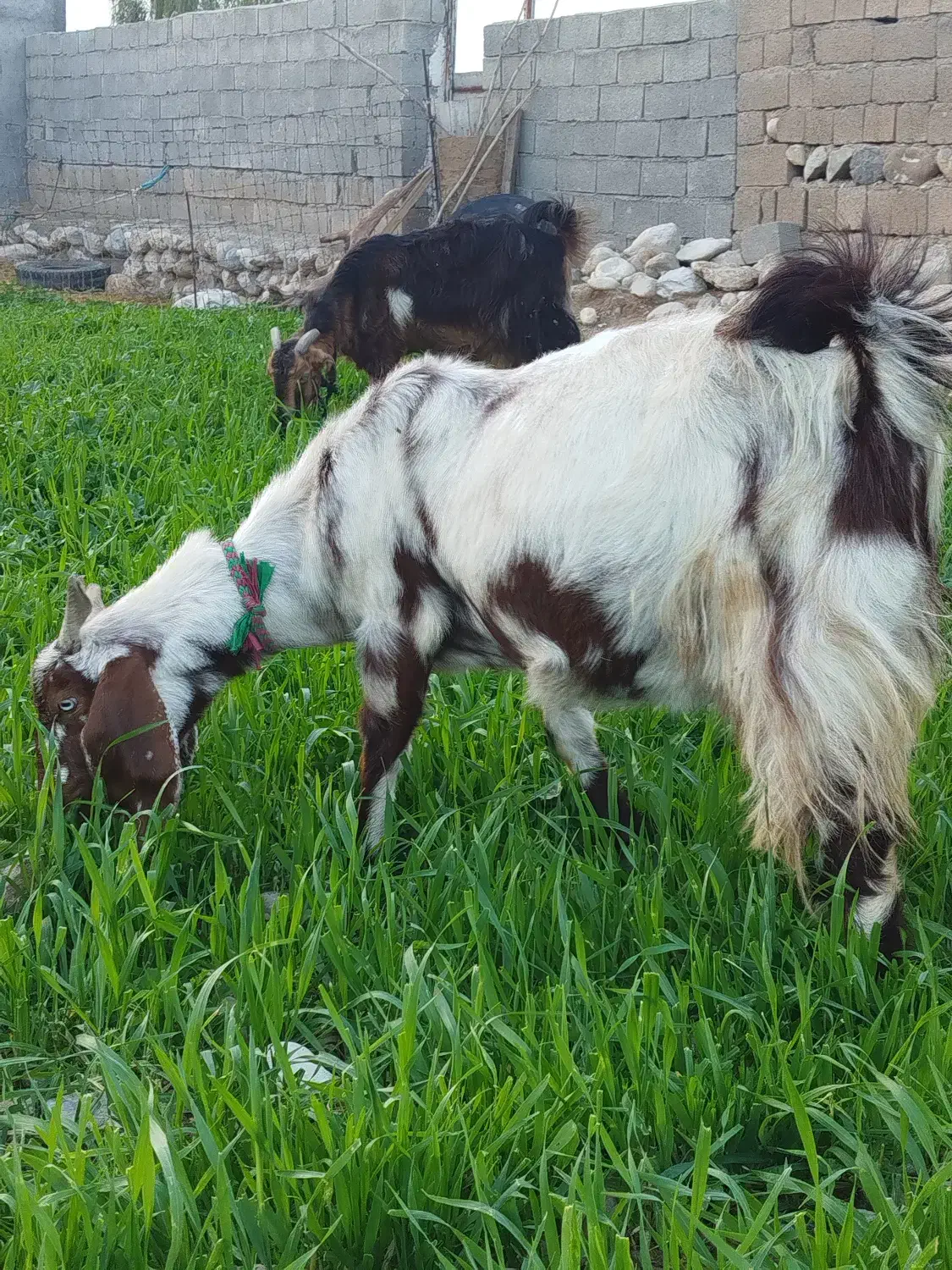 تعدادی بز نژاد دار فروش تا فردا فقط|حیوانات مزرعه|مهران (ایلام), |دیوار