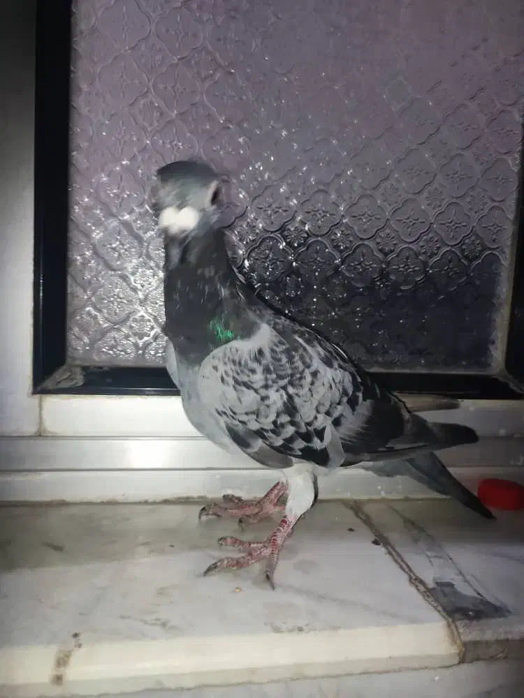 کبوتر مسافتی|پرنده|خوی, |دیوار