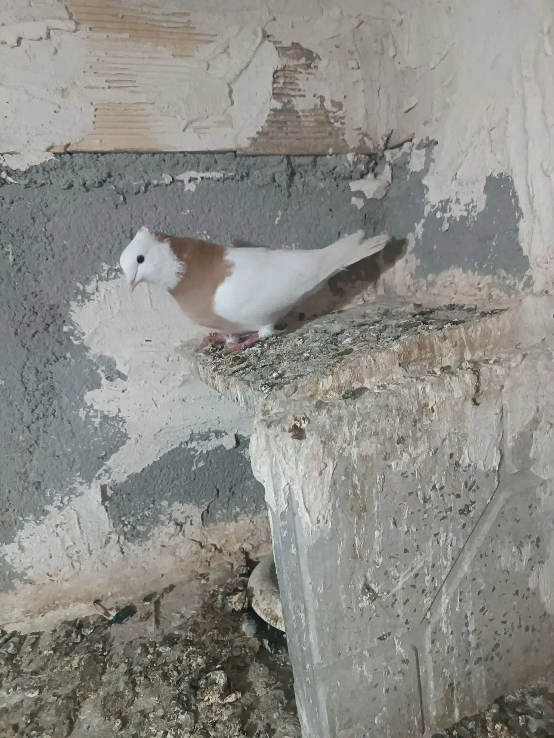 کلفه|پرنده|اردبیل, |دیوار