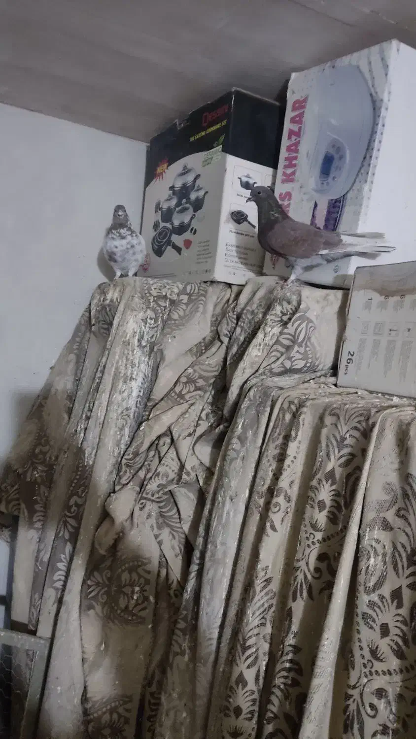 فروش کبوتر|پرنده|اصفهان, شهرک کاوه|دیوار