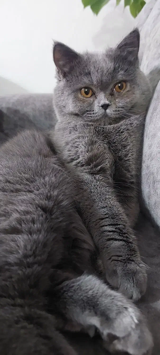 گربه بریتیش نر برای جفتگیری|گربه|اسلام‌شهر, شهرک قائمیه|دیوار