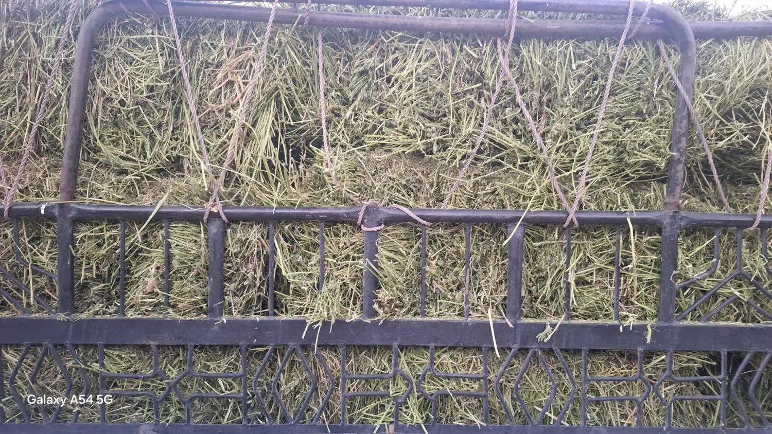 یونجه مرغوب|حیوانات مزرعه|حمیل, |دیوار