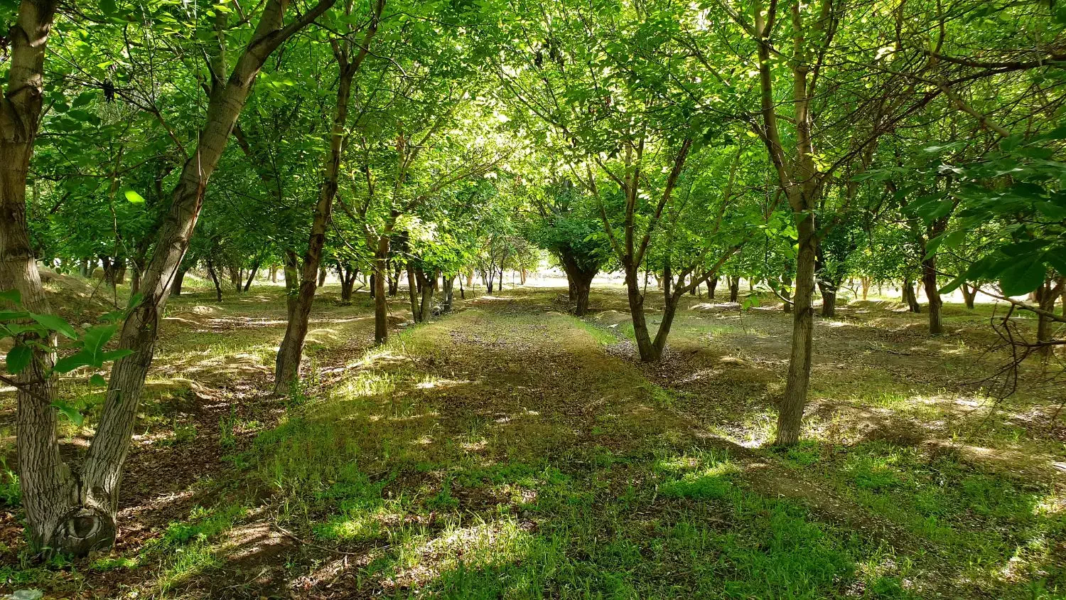 واقع در خسروشاه منطقه بالمان باشی|فروش زمین و ملک کلنگی|خسروشاه, |دیوار