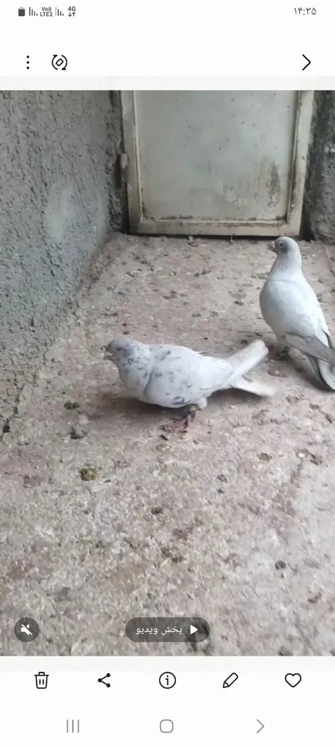 نقره ای|پرنده|اسفراین, |دیوار