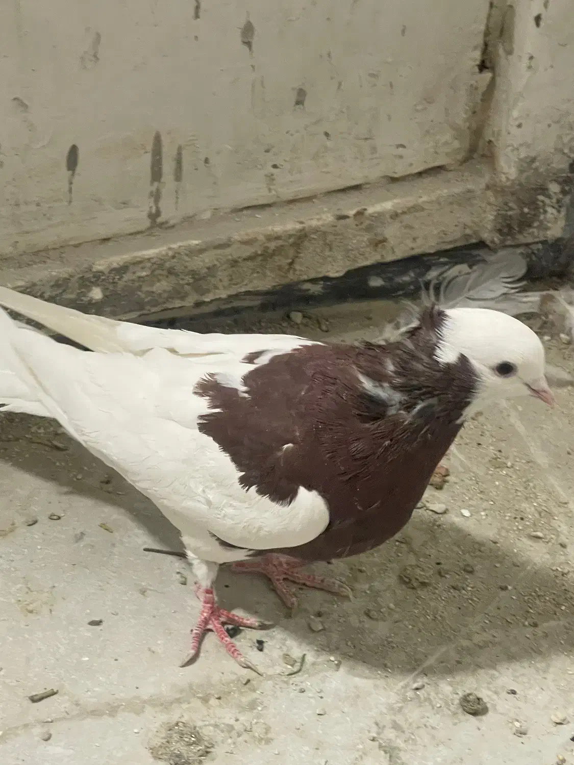 کبوتر|پرنده|شیراز, کوزه گری|دیوار