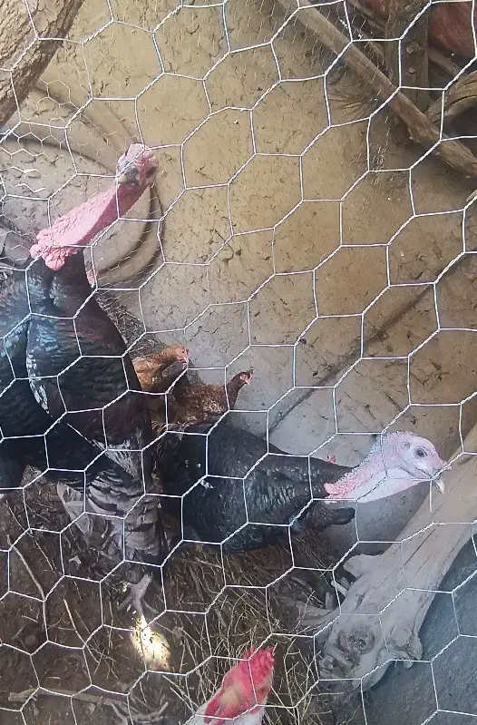 بوقلمون|حیوانات مزرعه|زابل, |دیوار