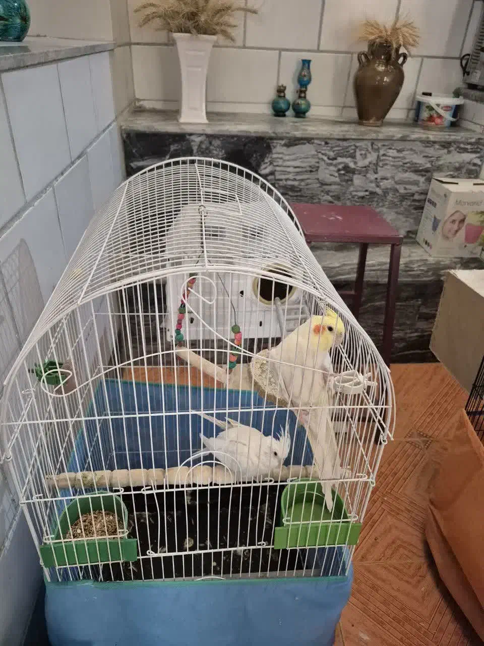 عروس هلندی|پرنده|صحنه, |دیوار