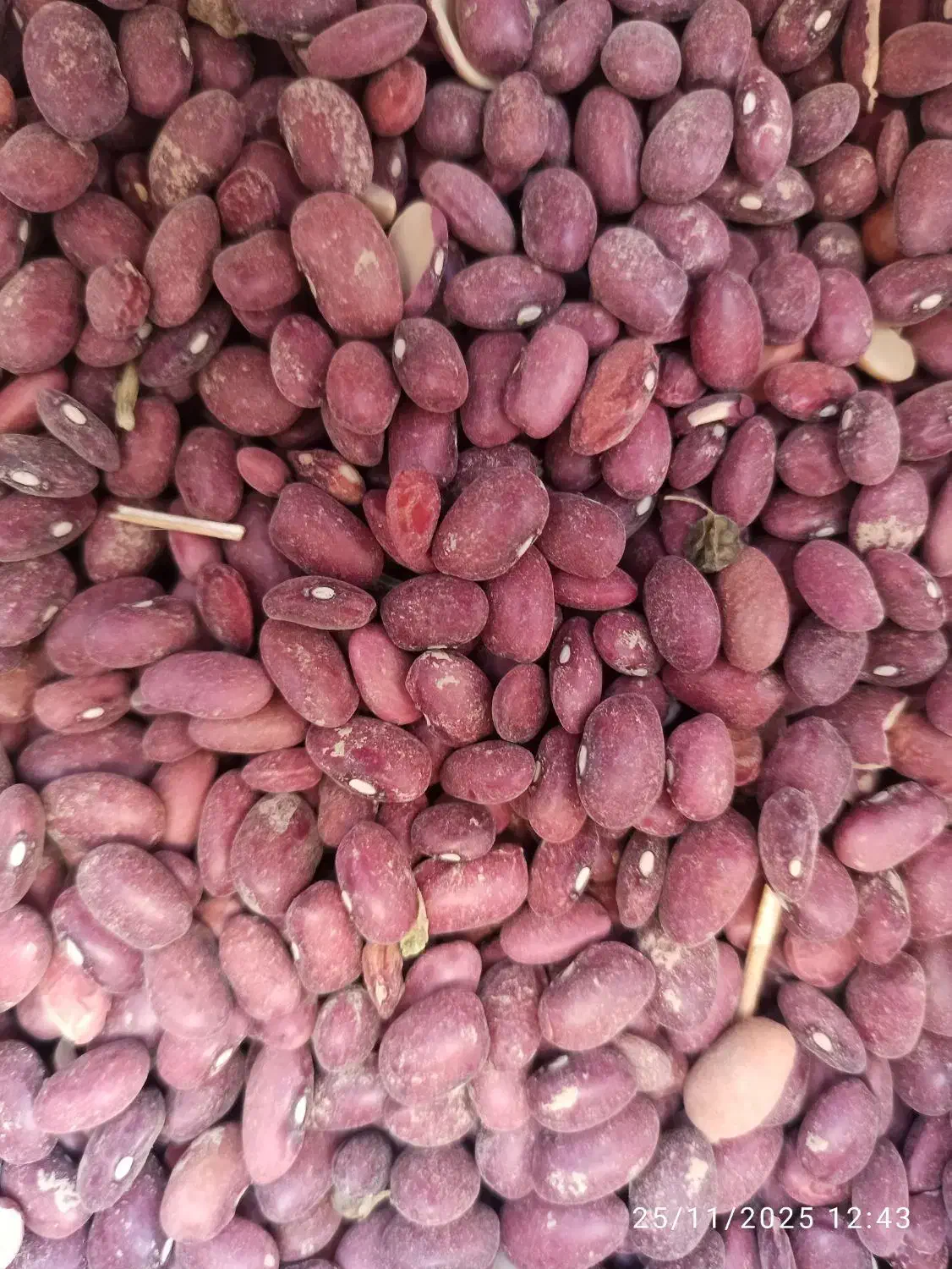 لوبیا قرمز تازه خرمنی|حراج|دهگلان, |دیوار