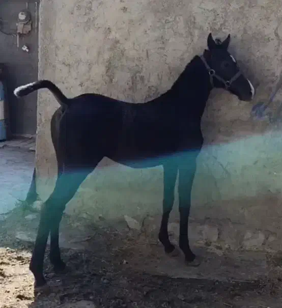 اسب|اسب و تجهیزات اسب‌سواری|ایلام, |دیوار