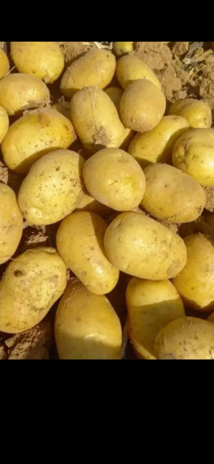 سیب زمینی بذری|فعالیت داوطلبانه|منوجان, |دیوار