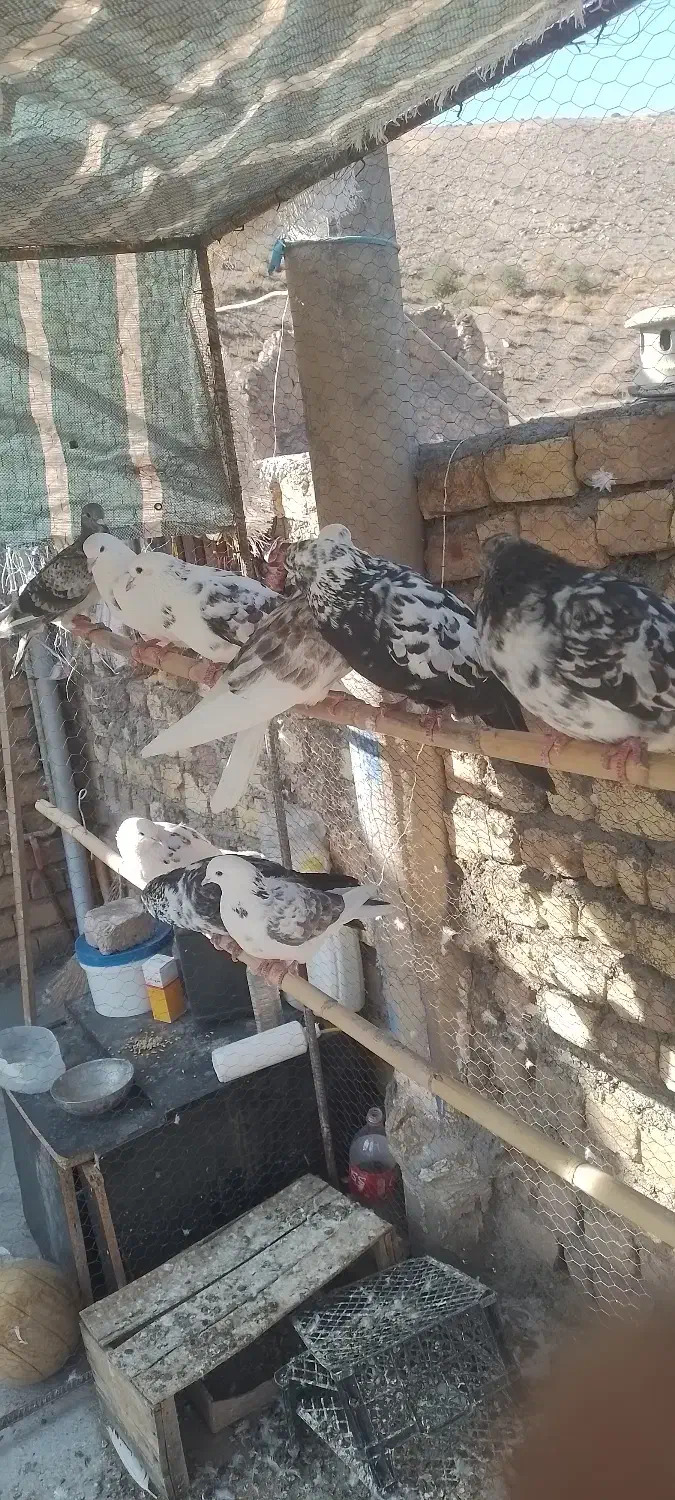 کفتر|پرنده|گیلوان, |دیوار