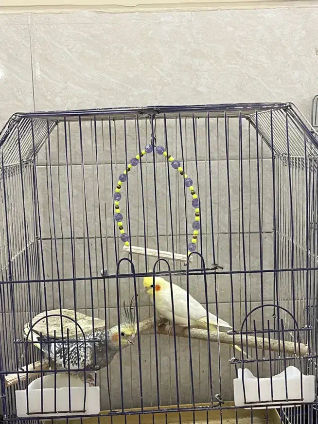 عروس هلندی|پرنده|تهران, اتابک|دیوار