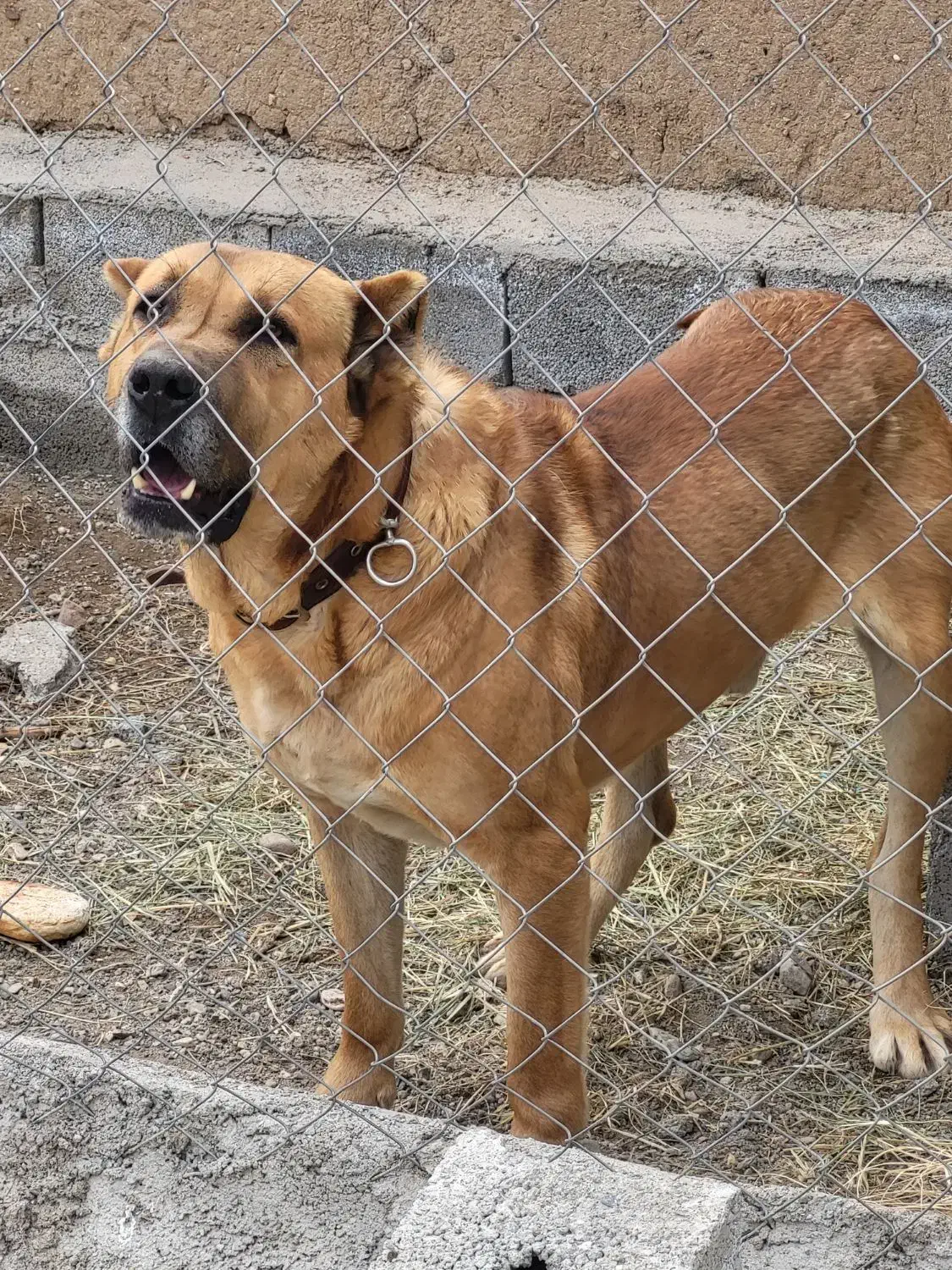 سگ سرابی|سگ|مرند, |دیوار