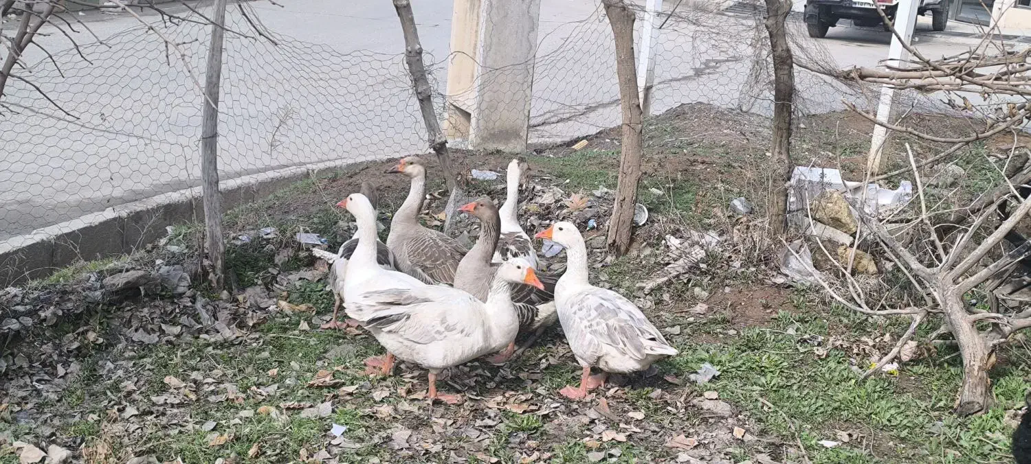 ربط|حیوانات مزرعه|ربط, |دیوار