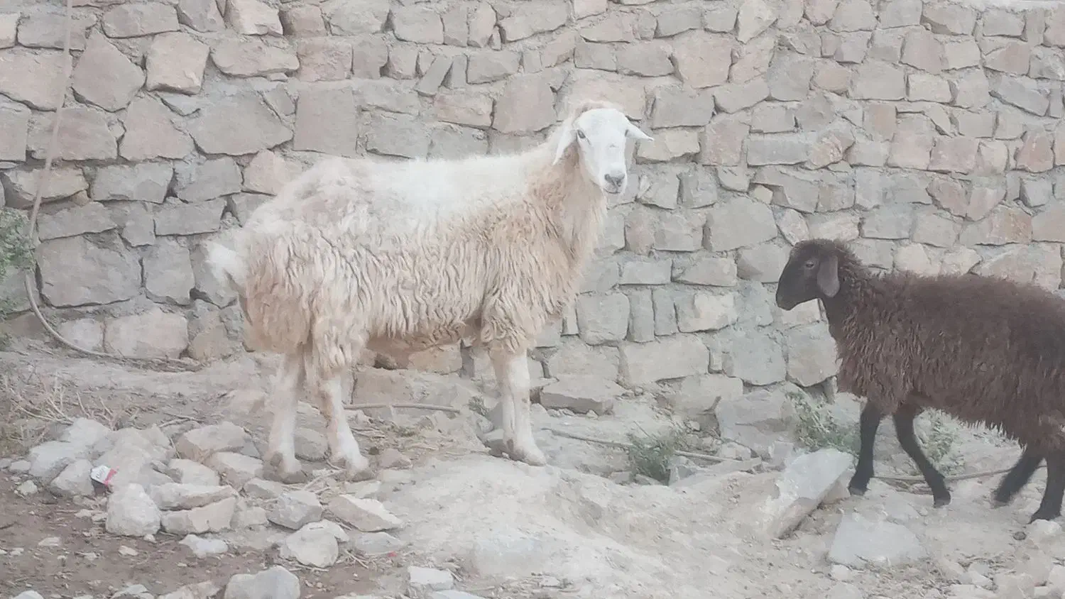 قوچ|عمده‌فروشی|شیروان (خراسان), |دیوار
