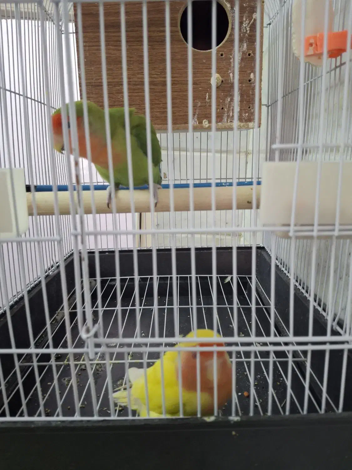 یه جفت طوطی برزیلی کاملا رام و دستی|پرنده|باقرشهر, |دیوار